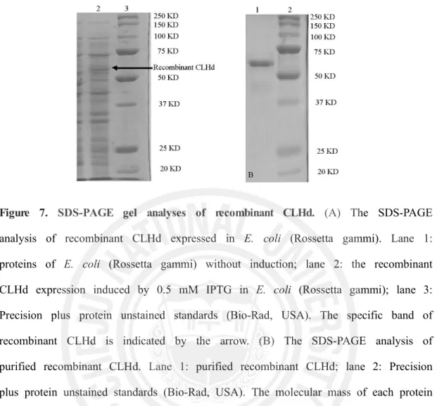 Figure  7.  SDS-PAGE  gel  analyses  of  recombinant  CLHd.  (A)  The  SDS-PAGE  analysis  of  recombinant  CLHd  expressed  in  E