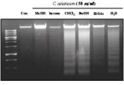 Figure  1.  DNA  fragmentation  by  the  80  %  MeOH  extract  or  several  solvent  fractions  from  C