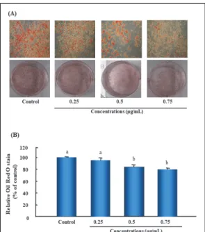 Fig.  2.  Effects  of  W.  koreensis   DB1  cell  extracts  on  lipid  droplets  accumulation  in  differentiated  3T3-L1  cells.