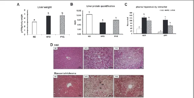 Fig.  2.  Effects  of  PVE  intake  for  12  weeks  on  liver  weight  and  protein  quantification,  plasma  levels  of  glutamic  oxaloacetic  transaminase  (GOT)  and  glutamic  pyruvic  transaminase  (GPT),  and  morphology  in  C57BL/6J  mice  fed  a 