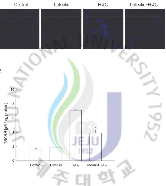 FIG  3.  The  effect  of  luteolin  on  H 2 O 2   induced  lipid  peroxidation.  (A)  Lipid  peroxidation 