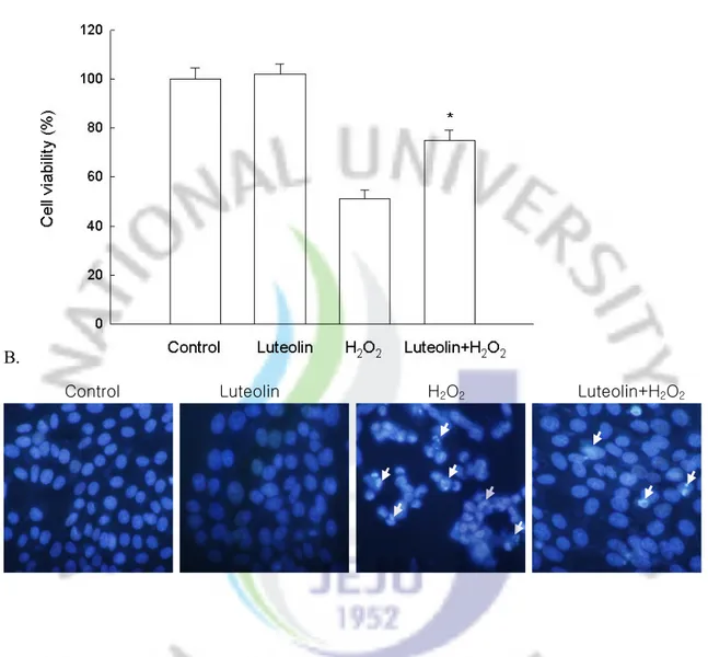 FIG 5. The effect of luteolin on H 2 O 2  induced apoptosis. (A) Cell viability was determined by 