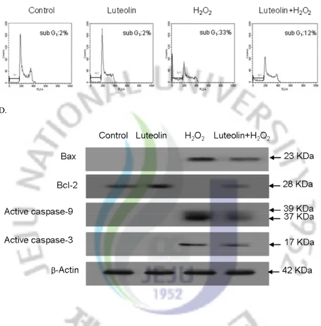 FIG  5.  The  effect  of  luteolin  on  H 2 O 2   induced  apoptosis.  (C)  Apoptotic  sub  G 1   content  was 