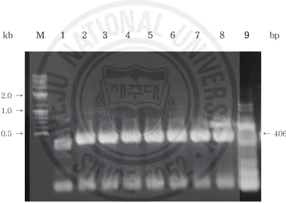 Fig.  1  PCR  products  representing  tet(M)  gene  amplified  by  group  III  multiplex  PCR