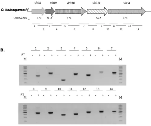 Figure 2. RT-PCR analysis of virB8 - virD4 cluster. (A) Diagrams of virB8 – virD4 