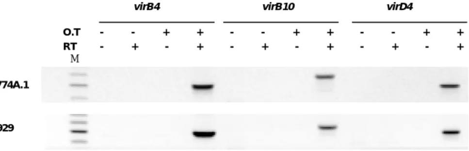 Figure 3. Transcriptional analysis of the virB and virD4 genes in vitro. 