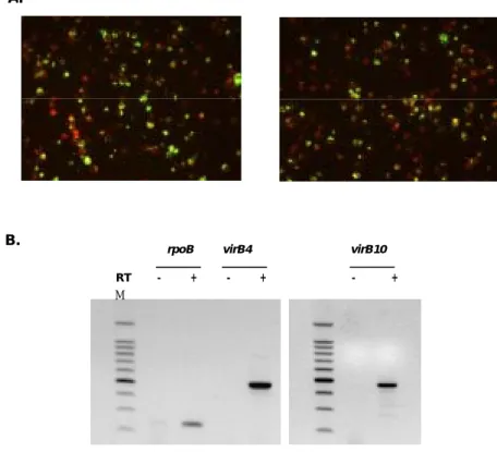 Figure 4. Transcriptional analysis of the virB and virD4 gene in vivo. (A) Indirect 