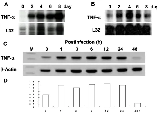 Figure  1.  TNF-α  mRNA  expression  in  cells  from  infected  mice  and  J774A.1.  TNF-α  mRNA  expression  of  peritoneal  exudate  cells  (PEC)  (A)  and  splenic  tissue  (B)  removed  from  C3H/HeN  mice  after  infection  O