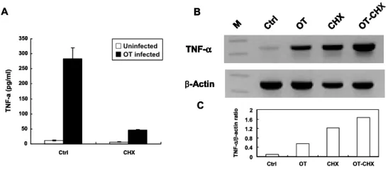 Figure  4.  Effect  of  cycloheximide  (CHX)  on  O.  tsutsugamushi-stimulated  TNF-α  gene  expression  in  J774A.1
