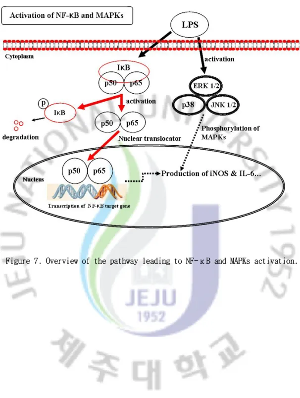 Figure 7. Overview of the pathway leading to NF-κB and MAPKs activation.