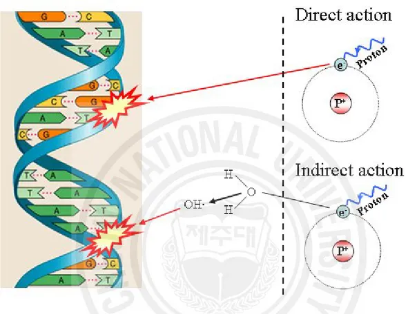 Fig.  2.  The  direct  and  indirect  actions  of  radiation.  The  structure  of  DNA  shown  schematically;  the  letters  A,  T,  G,  and  C  represent  adenine,  thymine,  guanine,  and 