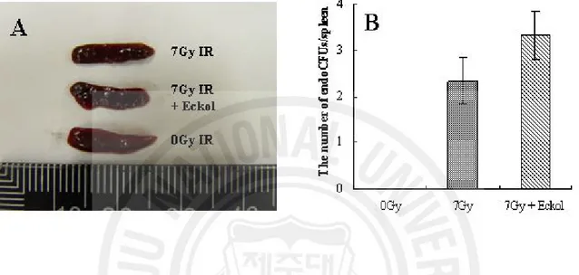 Fig.  6.  The  effect  of  eckol  on  endogenous  spleen  colonies  in  7  Gy-irradiated  mice