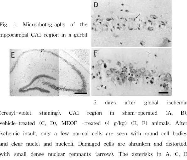 Fig.  1.  Microphotographs  of  the  hippocampal  CA1  region  in  a  gerbil 