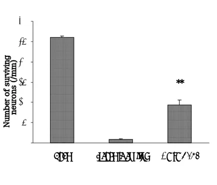 Fig.  2.  Numbers  of  surviving  neurons  in  the  hippocampal  CA1  region  after  MEOF  treatment