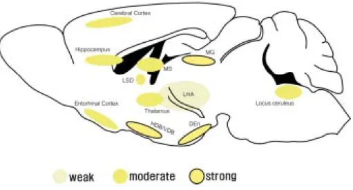 Fig. 2. Schematic drawings illustrating the positive nuclei after PRV  injection into the hippocampus of the NPC +/+ mouse 