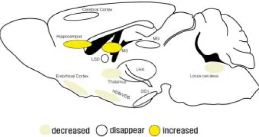 Fig. 3. Schematic drawings illustrating the positive nuclei after PRV  injection into the hippocampus of the NPC -/- mouse 
