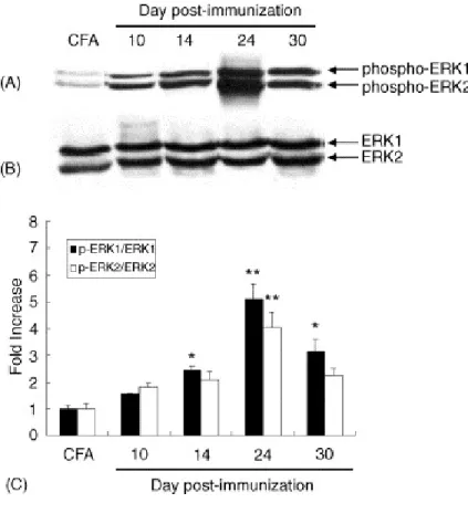Figure  3.  Western  blot  analysis  of  phosphorylated  ERK1/2  (p-ERK1/2)  and  total  ERK1/2  protein  expression  in  the  sciatic  nerves  of  control  rats  immunized  with  either  complete  Freund's  adjuvant  (CFA)  or  an  emulsion  containing  S