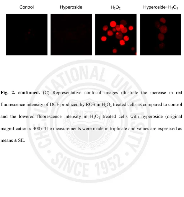 Fig.  2.  continued.  (C)  Representative  confocal  images  illustrate  the  increase  in  red 