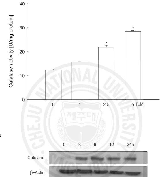 Fig. 3. Effects of hyperoside on catalase activity and its protein expression. The catalase 