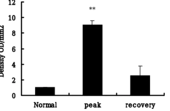 Fig.  3.  B,  The  quantification  of  eNOS  after  Western  blotting  and  normalization  for  β-actin  content  showed  a  great  increase  of  eNOS  at  the  peak  stage  of  EAN 