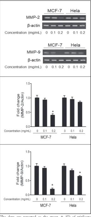 Fig.  3.  Effect  of  Siegesbeckia  glabrescens   Makino  80%  EtOH  extract  on  MMP  mRNA expression  in  MCF-7  and  HeLa  cells.