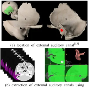 Fig. 1. (a)는 인체의 머리 측두부(A-green color)와  연관된  외이도의  외측부(B-arrow head)와  내측부 (C-red arrow)를  나타내고  있다