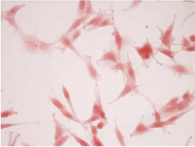 Fig.  1.  Microscopical  image  of  Glioblastoma  line  C6.