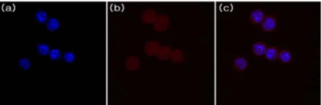 Fig.  3.  SPGONs  Uptake  of  U373MG  cells  imaged  by  confocal  microscopy.  (a)  Detection  of  nucleus  (DAPI,  a  fluorescent  stain  that  binds  strongly  to  DNA)  (b)  Detection  of  Eu 3+   doped  SPGONs  within  the  cytoplasm  of  U373MG  cell