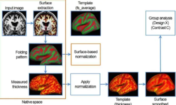 Fig. 2. Analysis process of the cortical thickness by using the Freesurfer program.
