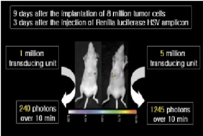 Fig.  2.  Molecular  imaging  using  light-emitting  materials.