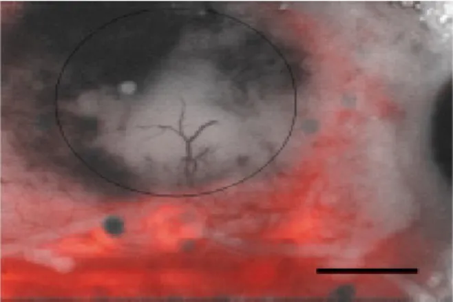 Fig.  3.  Molecular  imaging  using  fluorescent. 