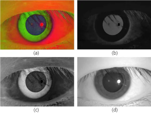 그림 4. Convert HSV color model: (a) HSV, (b) Hue, (c) Saturation, (d) Value 변환하고, H, S, V채널로 영상을 분리하여 각 채널에 대한 그레이 영상을 얻었다