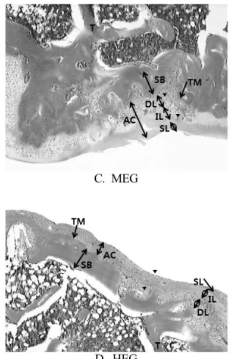 Table 3. The comparison of articular cartilage damage score between four groups