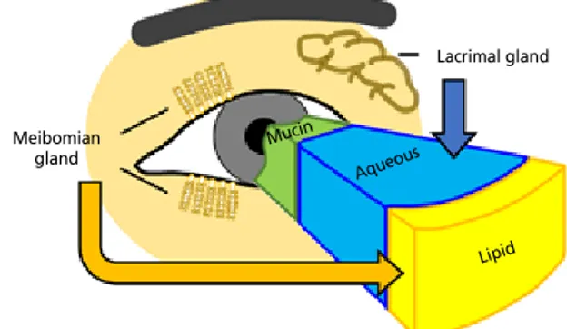Figure 1.  Layers of the tear film.