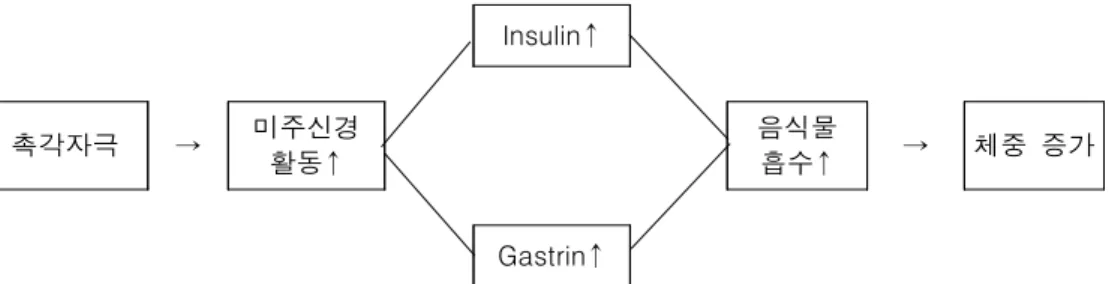 그림 마사지 요법에 의한 체중증가 기전<1>Insulin↑촉각자극→미주신경활동↑ 음식물흡수↑ → 체중 증가Gastrin↑
