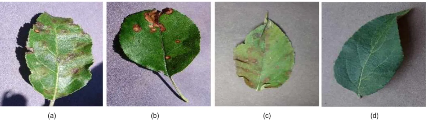 Fig.  1.  Examples  of  leaf  disease.  a),  b),  c)  leaf  diseases  and  (d)  healthy  leaf