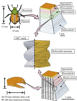 Table 1. Elastic and strength properties of uni-directional carbon fiber/epoxy composites