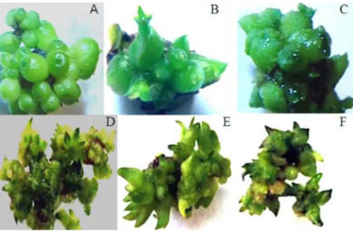 Figure 2. Proliferation of PLBs from protocorm of Phalaenopsis and Dendrobium hybrids: proliferated PLBs on basal part of protocorm (A), 2-division size (B), and 4-division size (C) of divided protocorms cultured on PGR-free medium in Phalaenopsis and cult