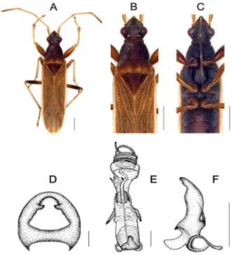 Figure 1. Paromius exiguus, male structure.
