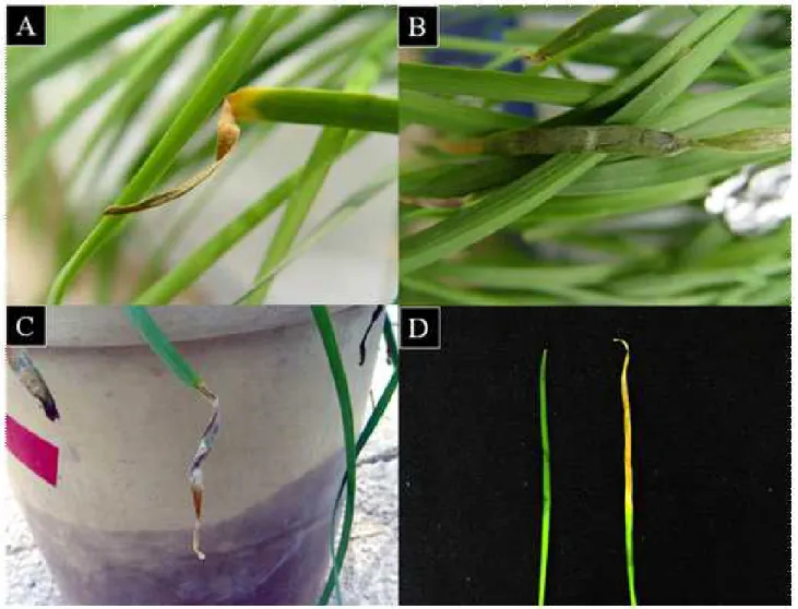 Figure 1. Symptoms of leaf blight of Allium tuberosum .