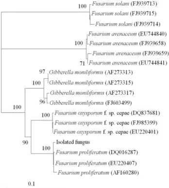 Figure 4. Phylogenetic distance tree constructed using neighbor-joining method to compare the ITS region of isolated fungus with that of other Fusarium sp