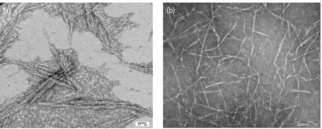 Figure 1. TEM images of two types of CNCs: (a) CNWs, and (b) CNFs