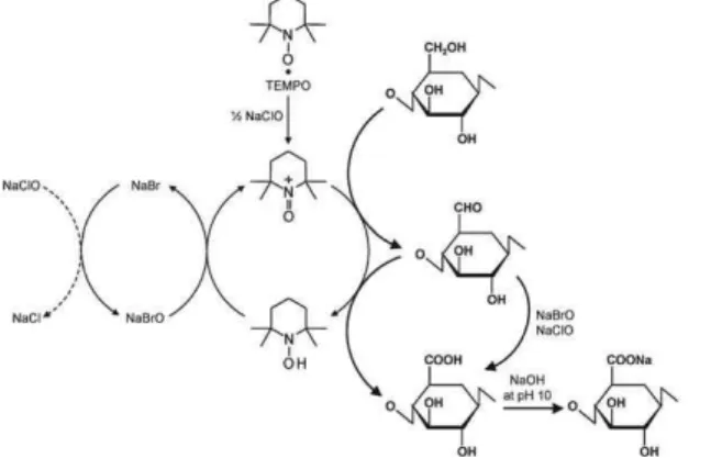 Figure 1. Regioselective oxidation of C6 primary hydroxyls of cellulose to C6 carboxylate groups by TEMPO/NaBr/