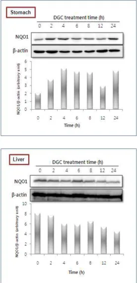 Figure 4. Effect of DGC on the expression of NQO1 enzyme