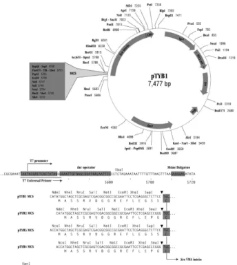 Figure 4. Construct validation and screening of the candidates.