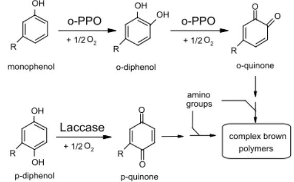 Fig. 2. Browning reaction by polyphenol oxidase (PPO) in vegetables. 2. 신선 채소의 향기 및 맛 생성 관련 효소 채소류의 향기성분은 알콜류, 에스테르류, 함황화 합물 등이 주되지만 각각 고유의 풍미를 가지고 향기 혹은 약미로서 널리 이용되고 있다