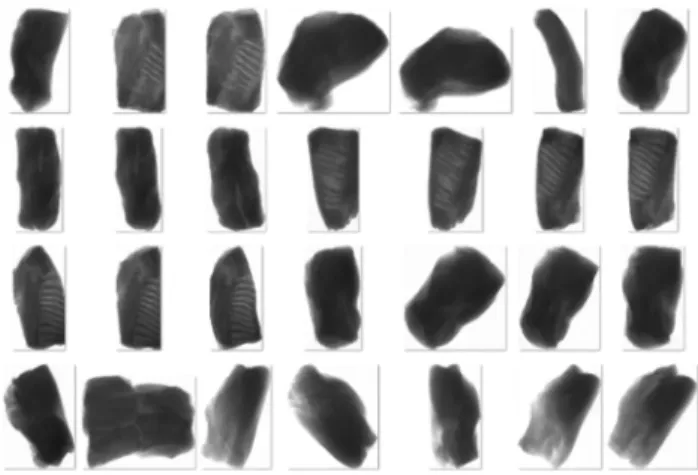 Fig. 1. Various types of needles included in meats ; (a) Long needle,