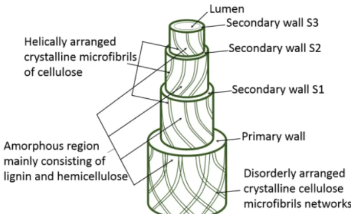 Fig. 2. Structure of natural fiber, source [33]