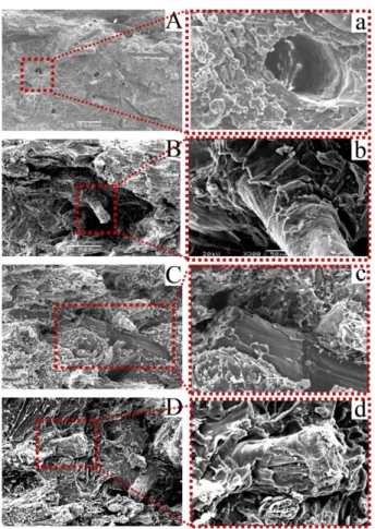 Fig. 9. Tensile fractured surface morphology of the PLA/PP/