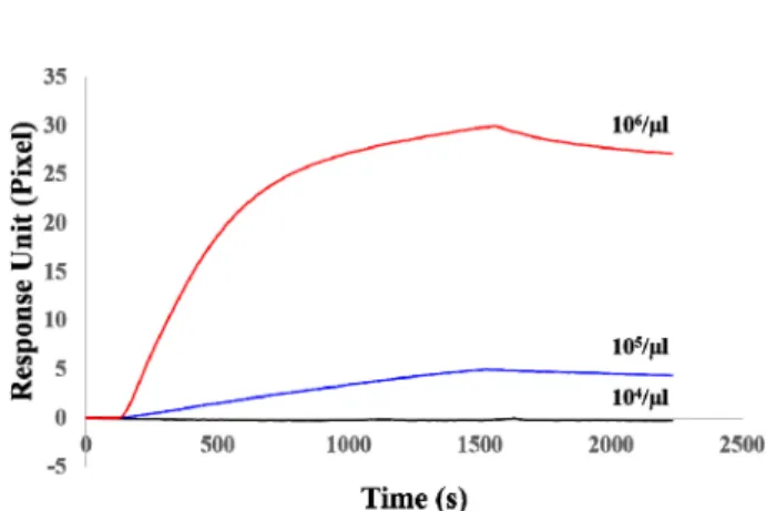Fig. 5. Response of an anti-EpCAM-functionalized SPR surface to exosome concentrations from 10 4 /µl to 10 6 /µl.